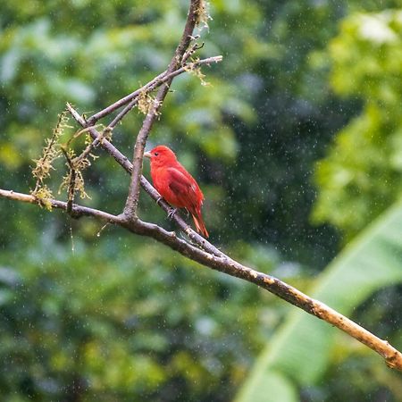 Aves De Tierras Altas Βίλα Bijagua Εξωτερικό φωτογραφία