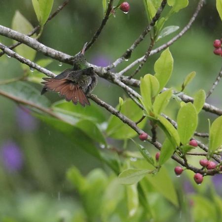 Aves De Tierras Altas Βίλα Bijagua Εξωτερικό φωτογραφία