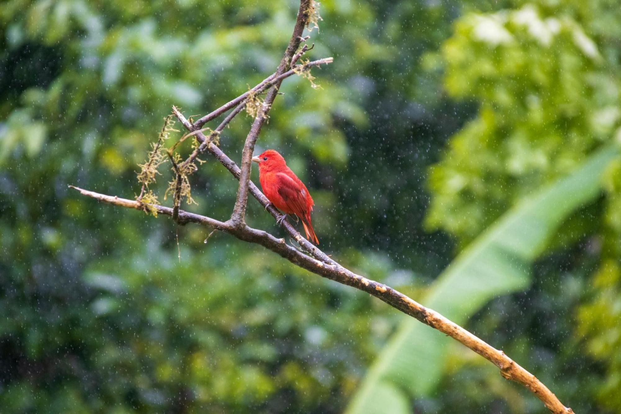Aves De Tierras Altas Βίλα Bijagua Εξωτερικό φωτογραφία