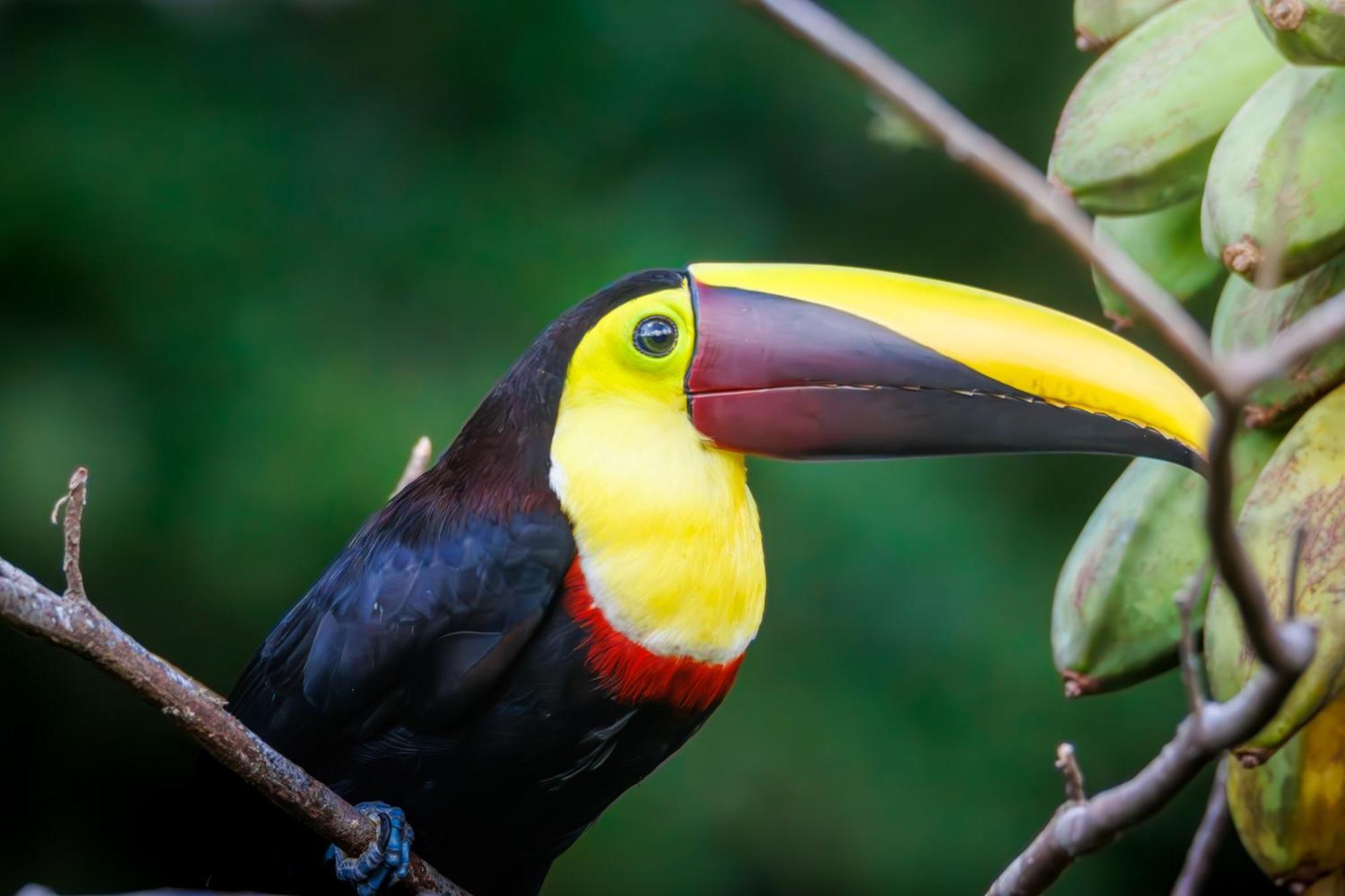 Aves De Tierras Altas Βίλα Bijagua Εξωτερικό φωτογραφία