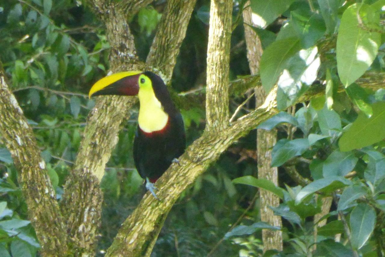 Aves De Tierras Altas Βίλα Bijagua Εξωτερικό φωτογραφία